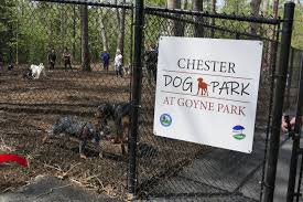 chester chester dog park at goyne park