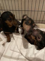 cash tennessee dachshund rescue