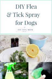diy flea tick spray holistic pet wellness