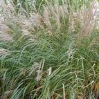 Afbeeldingsresultaat voor miscanthus sinensis