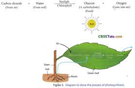 Photosynthesis Food Making Process In