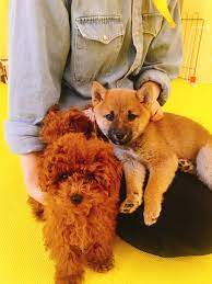 teacup poodle and mameshiba dog cafe in