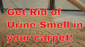 how to get rid of urine smell in carpet
