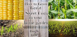 how to grow great sweet corn in your