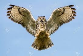Eurasian Eagle Owl (Bubo Bubo) In Flight With A Catch, UK. Stock Photo,  Picture And Royalty Free Image. Image 93871907.