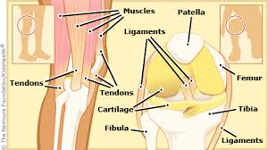 You have over 600 muscles in your body! Knee Injury Conditions Treatments Dayton Children S Hospital