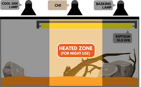 Bearded Dragon Lighting The Complete How To Guide Reptile Advisor