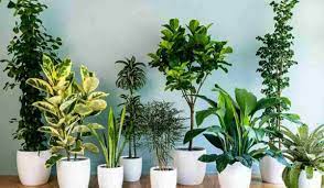 Ripeti il processo per tutte le piante che vuoi interrare. Quali Sono Le Piante Per Purificare L Aria In Un Appartamento