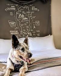 8 pet friendly hotels in south lake