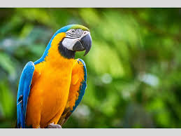 parrot owner fined rs 74 lakh after