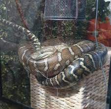 snake enclosure bredli python