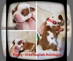 Get healthy pups from responsible and professional breeders at puppyspot. Khd49d3kpwspim