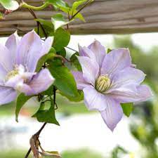 A gardener's favorite since its introduction in 1897! Plants That Thrive In Clay Soil Hgtv Climbing Flowers Clematis Bulb Flowers