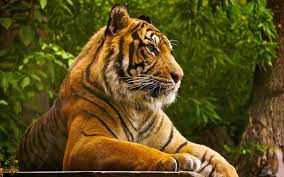 Tiger wallpaper, Animal pictures ...