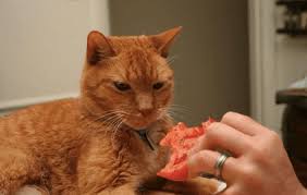My cat eats them as well as watermelon and cantaloupe. Can Cats Eat Tomatoes Are They Really Poisonous Pawsome Kitty