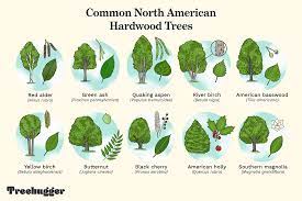 common north american hardwood trees