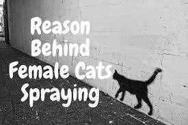 It's a myth that females don't spray, says dr. Do Female Cats Spray Why Do They Spray By Jhon Cj Medium