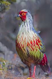 Look at the sikkim state, in the north is tibet, bhutan in the east, nepal in the west and british east india in south. Myths Folklore And The Blood Pheasant Of Kanchenjunga Roundglass Sustain