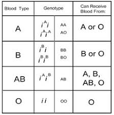 How Do Multiple Alleles Affect The Number Of Phenotypes