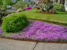 How to replace grass with ground cover. How To Choose Groundcovers And Plants To Use As Lawn Alternatives Diy