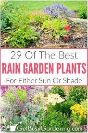29 Rain Garden Plants For Sun Or Shade