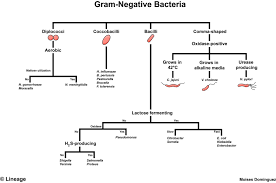 gram negative bacteria microbiology
