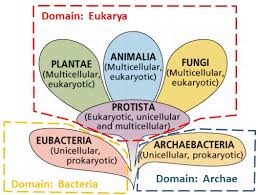 Taxonomy Major Groups Texas Gateway