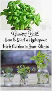 hydroponic herb garden in your kitchen