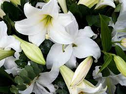 Flowers have different meanings depending on their color. Symbolic Meanings Of Funeral And Sympathy Flowers