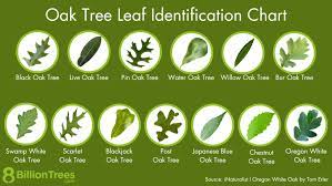 oak tree leaf identification chart with