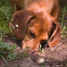 How To Keep Dogs Out Of Flower Beds
