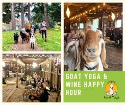 original goat yoga wine happy hour