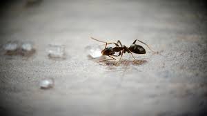 what are sugar ants and how do i get