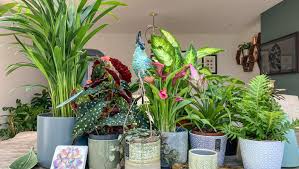 Houseplants For Every Room Hillier