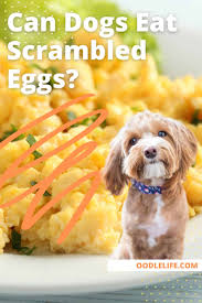 can dogs eat scrambled eggs complete