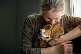 In this section, you will learn what special considerations are important to learn when preparing for the euthanasia of your dog. How Much Does It Cost To Put A Dog Down Daily Paws