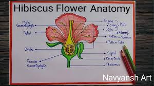 how to draw hibiscus flower anatomy