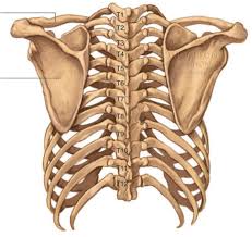 For more anatomy content please follow us and visit our website: Rib Cage Diagram Posterior View