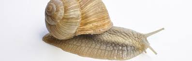 snail anatomy snail facts and information