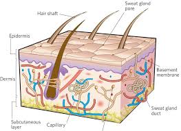 Skin Is Composed Of Two Layers