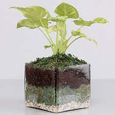 Send Syngonium Plant 4 Glass