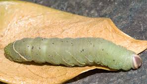 Large Fat Green Caterpillar Pachysphinx Modesta Bugguide Net