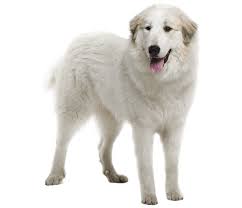 great pyrenees dog breed facts and