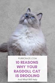 To put the liquid volume of cat medicine in perspective, the dropperful or one milliliter or one cc that is the volume of most cat. Do Ragdoll Cats Drool 10 Causes And What Will Help Purr Craze