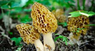 Top 10 Tips For Finding Morel Mushrooms