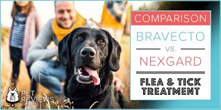 Staring into the mirror illicit feelings of insecurity, and you dare not ask if you're the fairest in the land. Bravecto Vs Nexgard For Dogs Our 2021 Guide To Which One Is Better