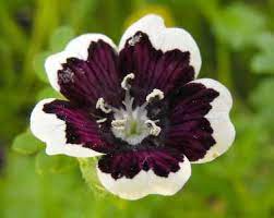 magnificent types of black flowers with