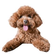 miniature labradoodle character