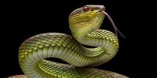 snake symbolism spiritual meanings of