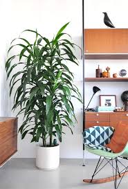 Brown Green Large Plant Indoor Trees